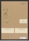 Triceratium fallaciosum Grun. (de-Toni-Nr.: Genus 140, Species 3738) Zeichnungen Sammlung Grunow Nr. 7254 (NHMW-BOT-W0376256)